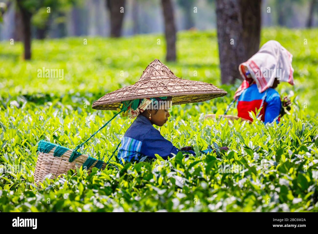 Lokale junge Frau, die einen Korb mit einem Kopfband trägt, die auf einer Teeplantage arbeitet, die Teeblätter in der Nähe des Kaziranga National Park, Assam, NE Indien pflückt Stockfoto