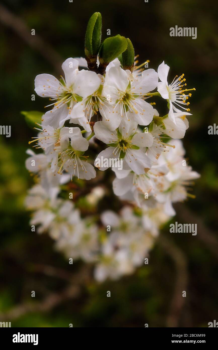 Nahaufnahme von reinen weißen Pflaumenblüten. Stockfoto