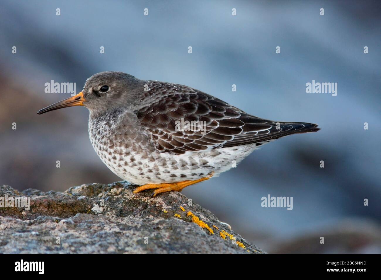 PURPLE SANDPIPER (Calidris maritima), Großbritannien. Stockfoto