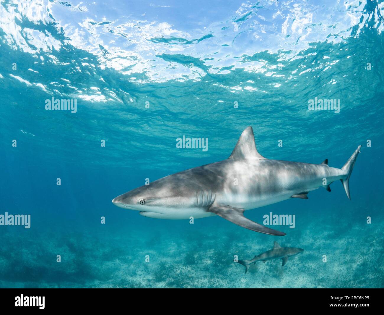 Karibischer Riffhai. Aufgenommen in Bimini, den Bahamas. Stockfoto