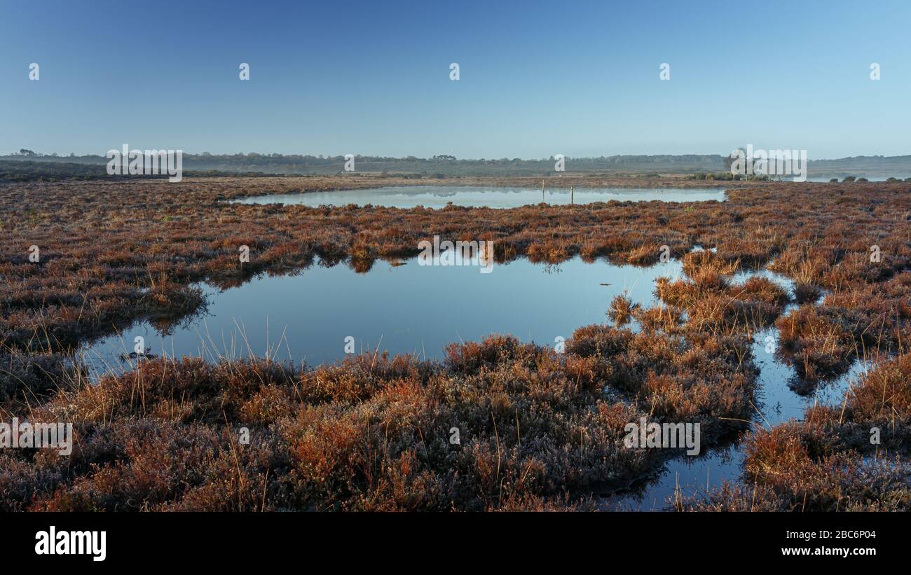 Ruhige Szene von 2 Teichen oder kleinen Seen im New Forest, Großbritannien. Aufgenommen kurz nach Sonnenaufgang, als alles friedlich und ruhig war Stockfoto