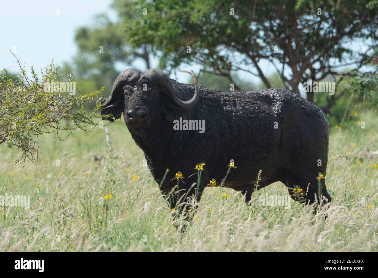 Black Buffalo Blick auf die Kamera auf der Mitte des Grases. Stockfoto