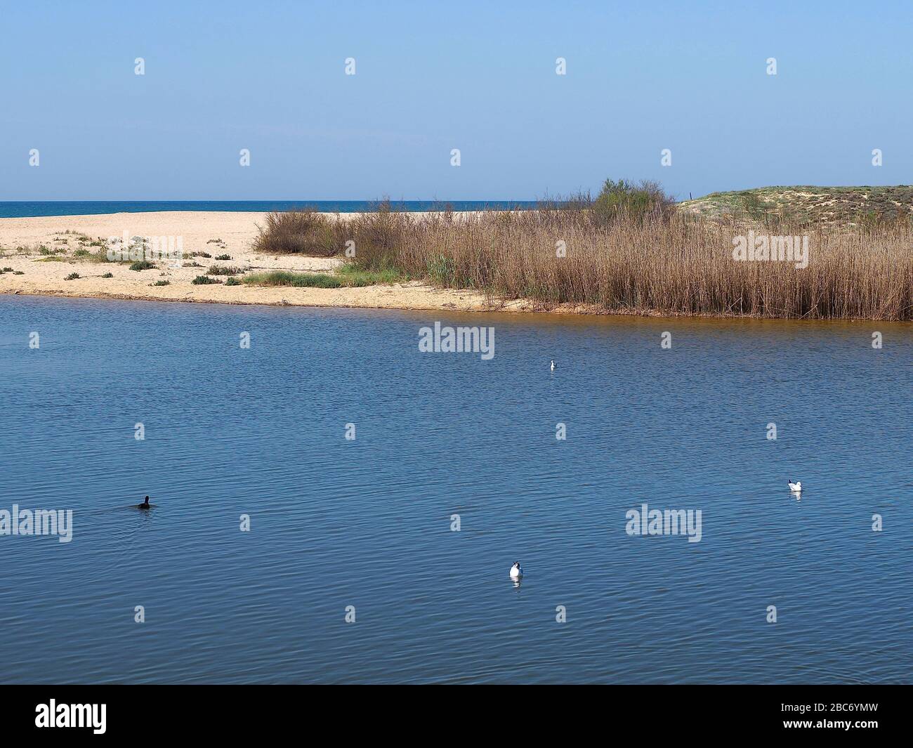 Lagoa dos Salgados, ein Biotop zwischen Armacaou de Pera und Albufeira an der Küste der Algarve in Portugal Stockfoto