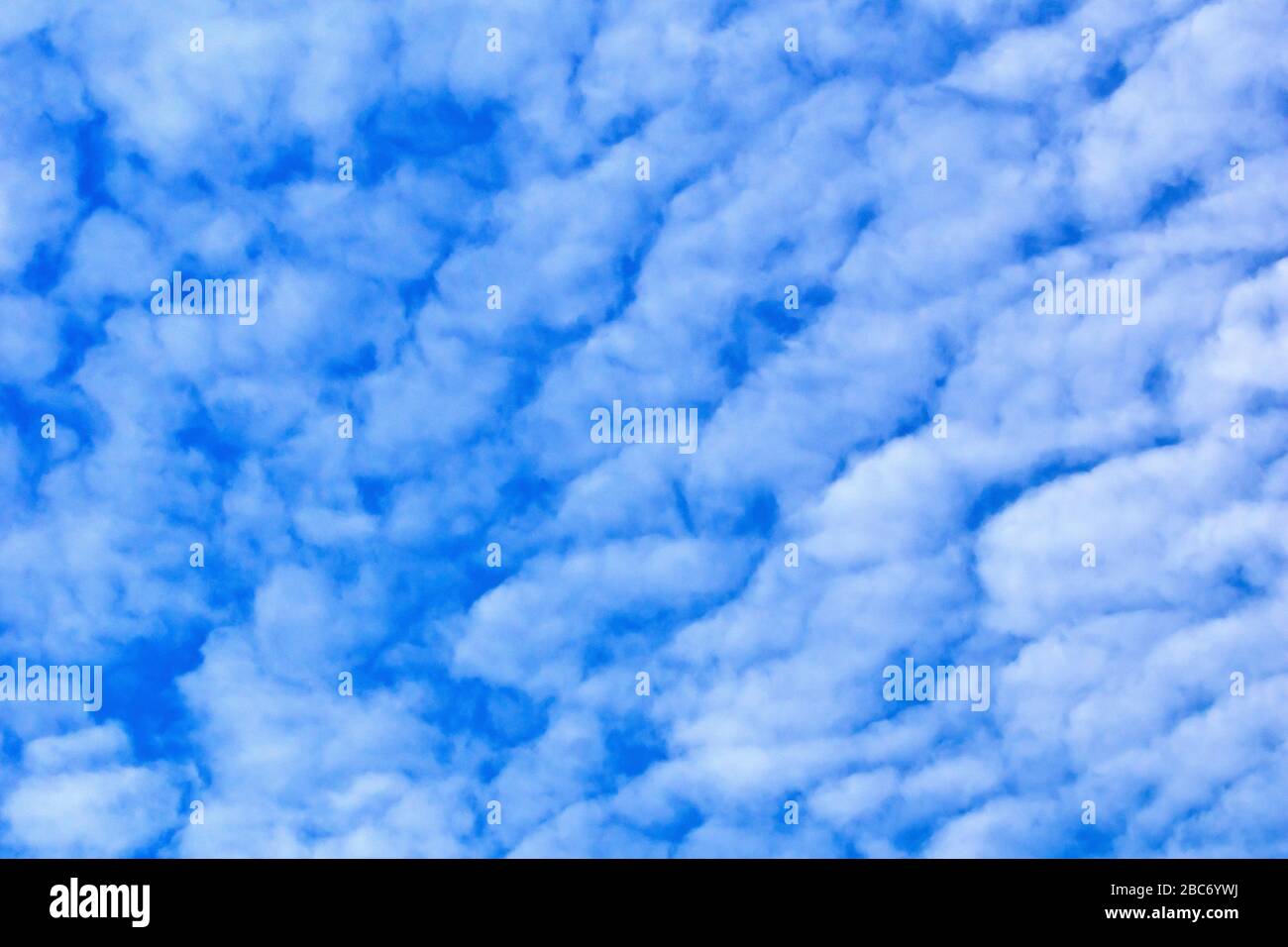 Ein blauer Frühlings-Himmel voller hochweißer Altocumulus-Wolken. Stockfoto