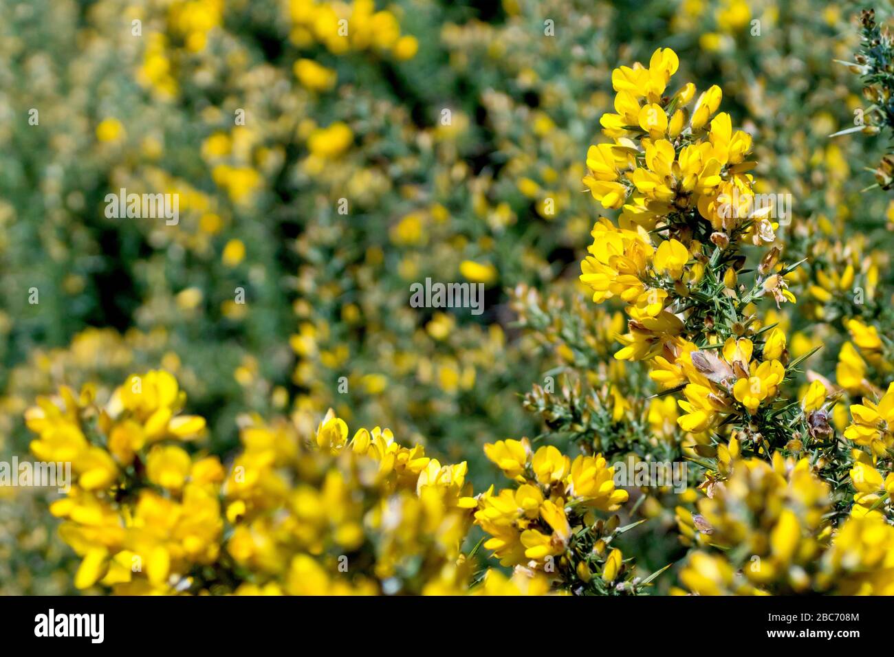 Gorse (ulex europaeus), auch bekannt als Furze, oder Whin in Schottland, Nahaufnahme der Pflanze, wie sie im Frühjahr zu blühen beginnt. Stockfoto