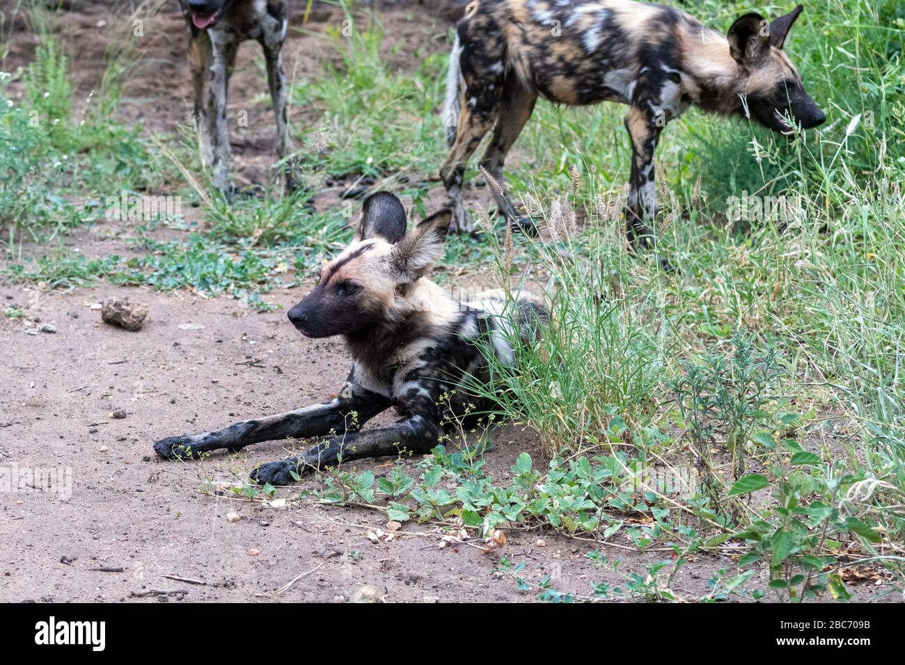 Eine Rudel afrikanischer Wildhunde (Lycaon pictus), die an einem Wasserloch im Timbavati Reserve, Südafrika, ruht Stockfoto