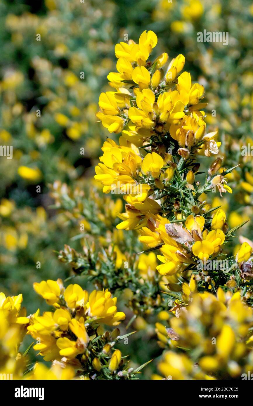 Gorse (ulex europaeus), auch bekannt als Furze, oder Whin in Schottland, Nahaufnahme der Pflanze, wie sie im Frühjahr zu blühen beginnt. Stockfoto