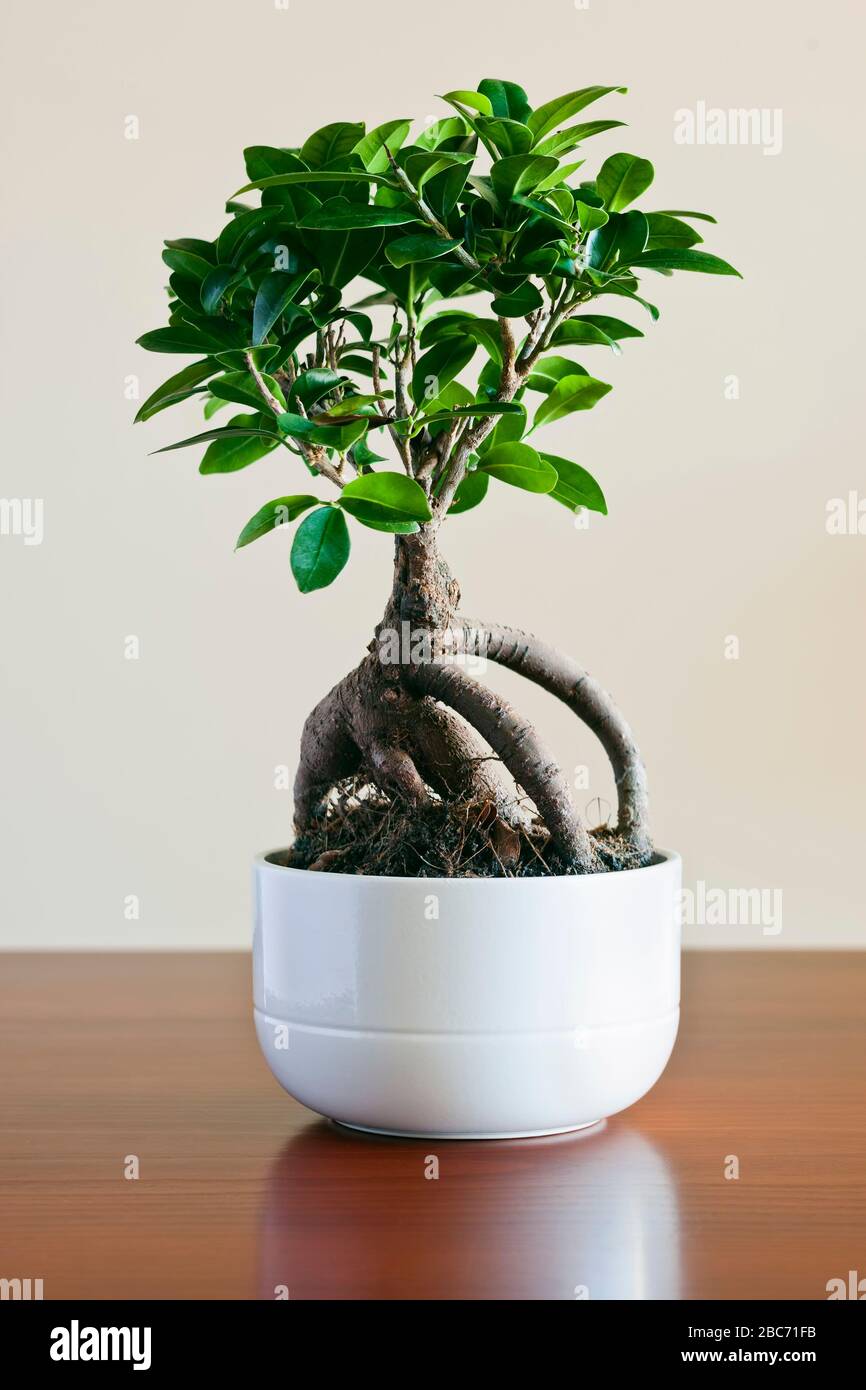 Ficus ginseng Bonsai auf weißem Plantopf. Ficus Retusa. Stockfoto