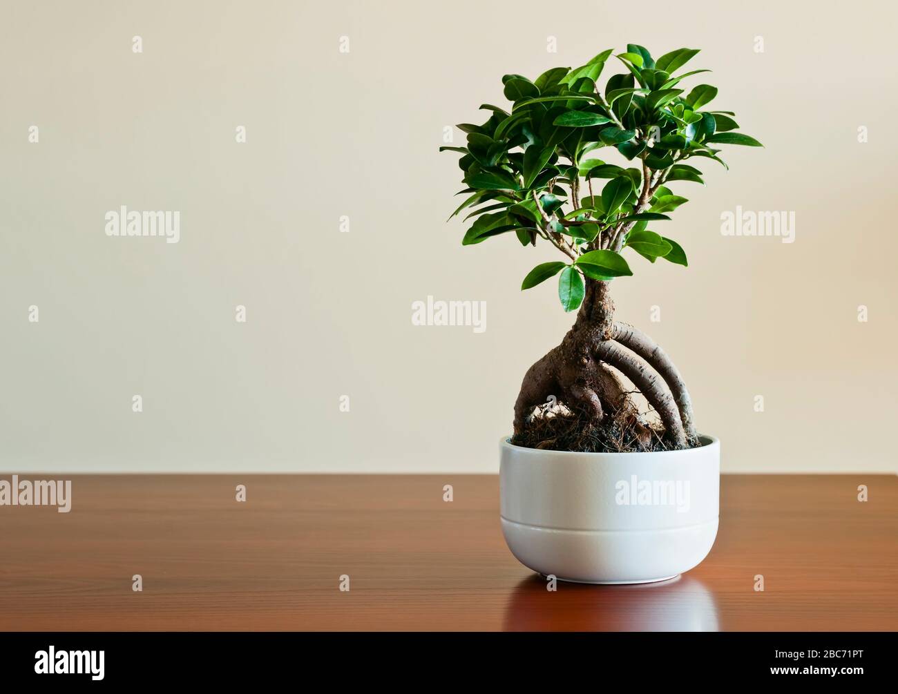 Ficus ginseng Bonsai auf weißem Plantopf. Ficus Retusa. Stockfoto