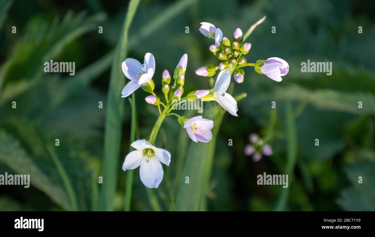 Nahaufnahme eines Zahnworts, das sich im Busch versteckt Stockfoto