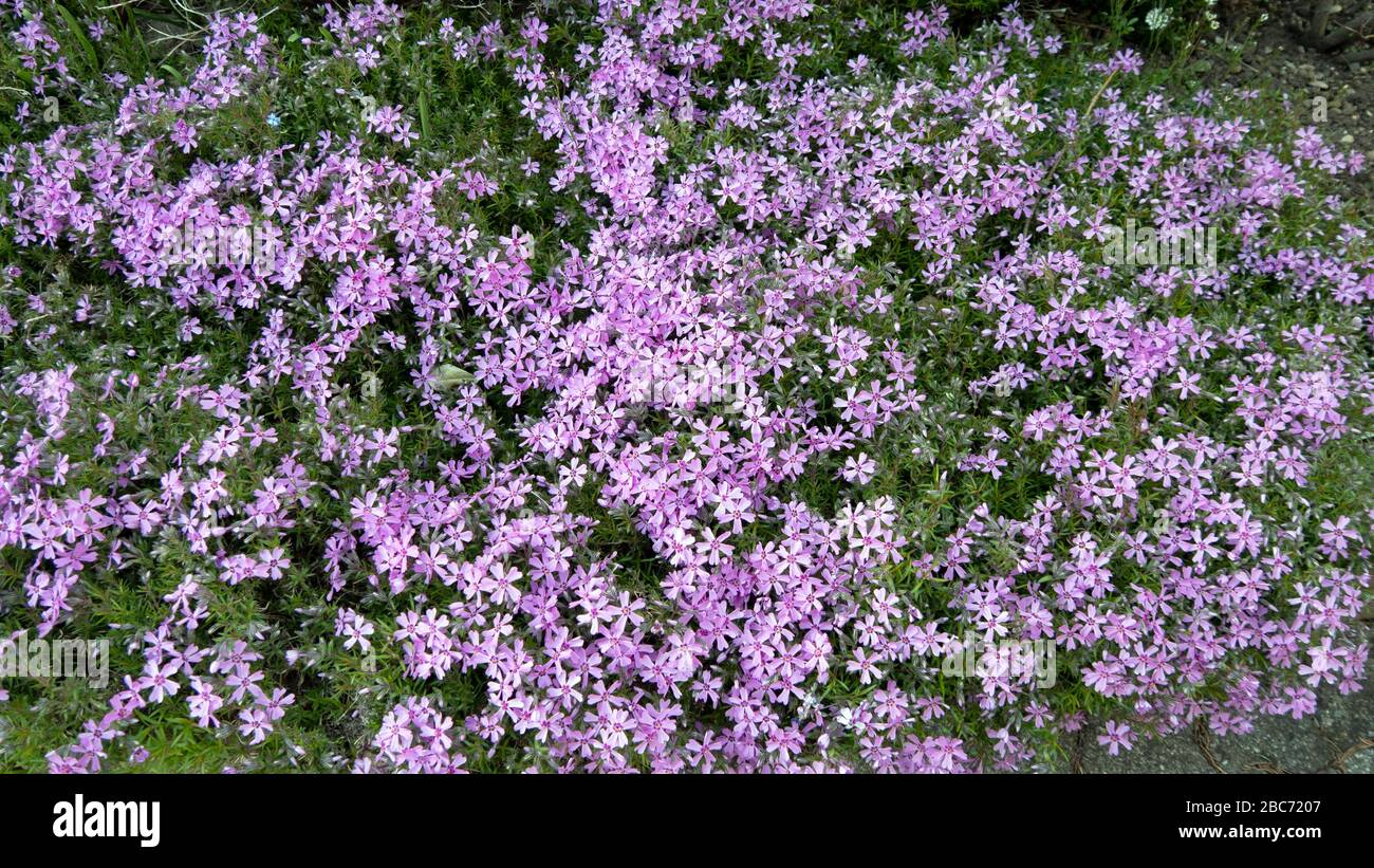 Blumenteppich aus violetten Blüten Stockfoto