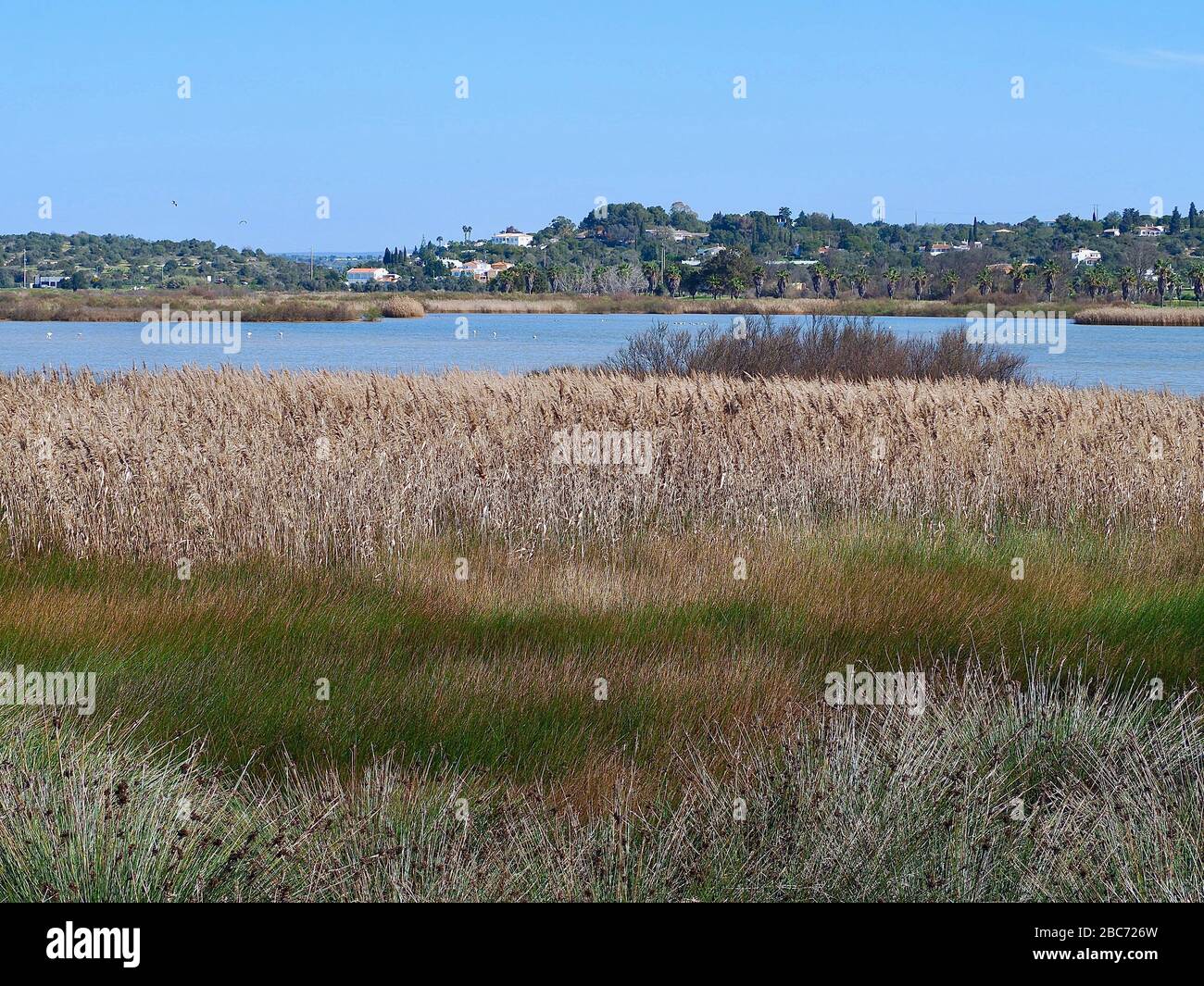 Lagoa dos Salgados, ein Biotop zwischen Armacaou de Pera und Albufeira an der Küste der Algarve in Portugal Stockfoto