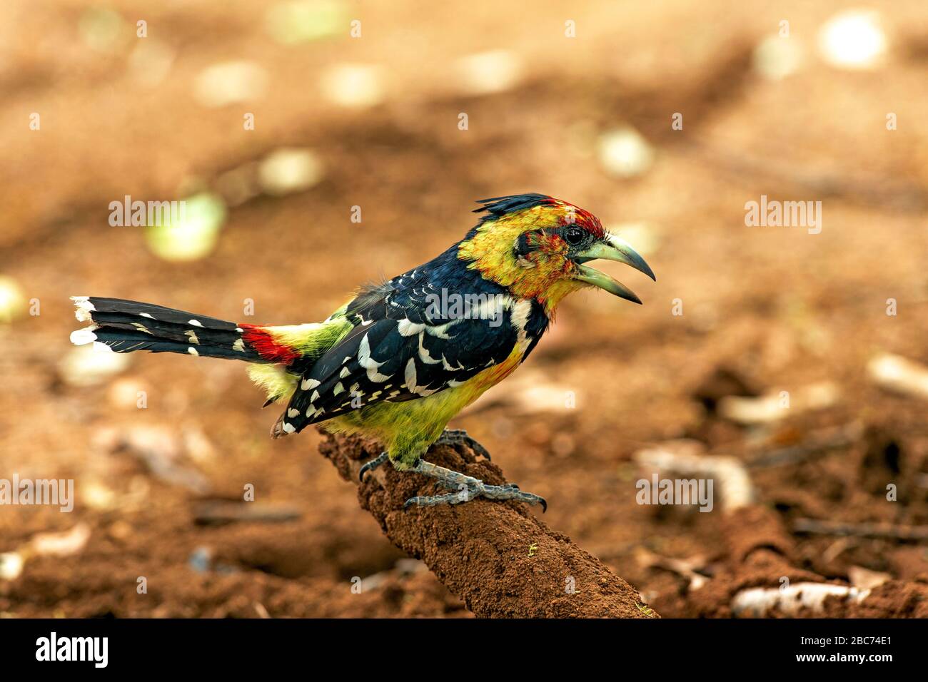 Ein krebiger Barbet auf dem Boden, der Beute isst - ein gefangener Heuschrecken/Greifer, im Kruger National Park, Südafrika Stockfoto