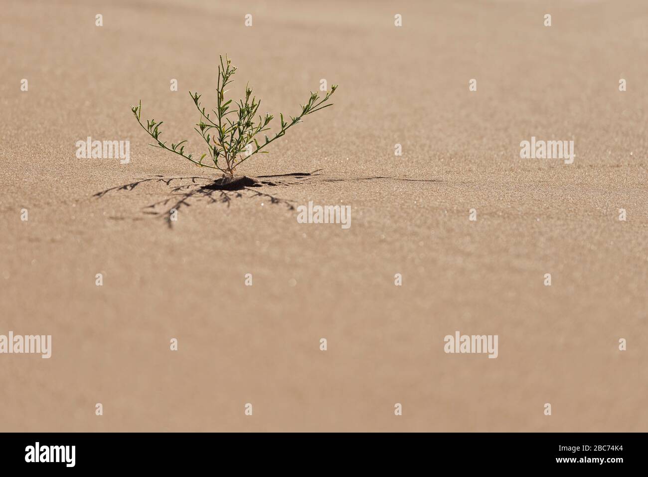 Kleine grüne Wüstenpflanze, die in Sand wächst, in der Sahara-Wüste von Marokko. Stockfoto