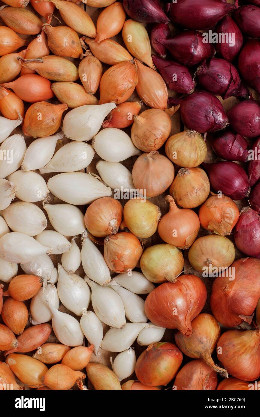 Allium Cepa 'Red Baron' 'Centurion' und 'Snowball'. Zwiebelgarnituren bereit für die Bepflanzung im Frühjahr. GROSSBRITANNIEN Stockfoto