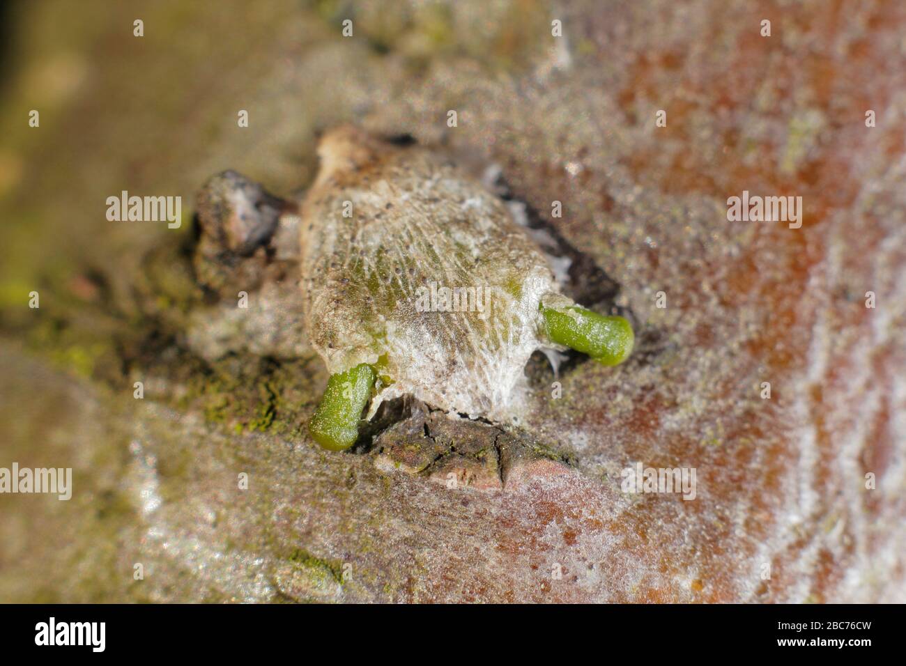 Viscum-Album. Grünes Hypokotyl, das aus einem Mistelsaat entsteht und in der frühen Phase der Keimung in Richtung apfelbaumrinde abwölbt. GROSSBRITANNIEN Stockfoto