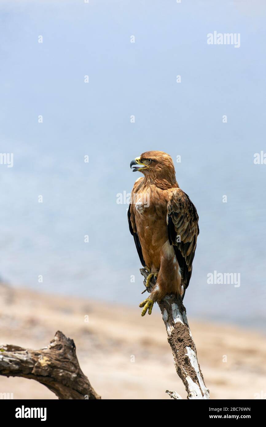 Ein Tawny-Adler thront auf einer T-Filiale im Kruger-Nationalpark, Südafrika Stockfoto