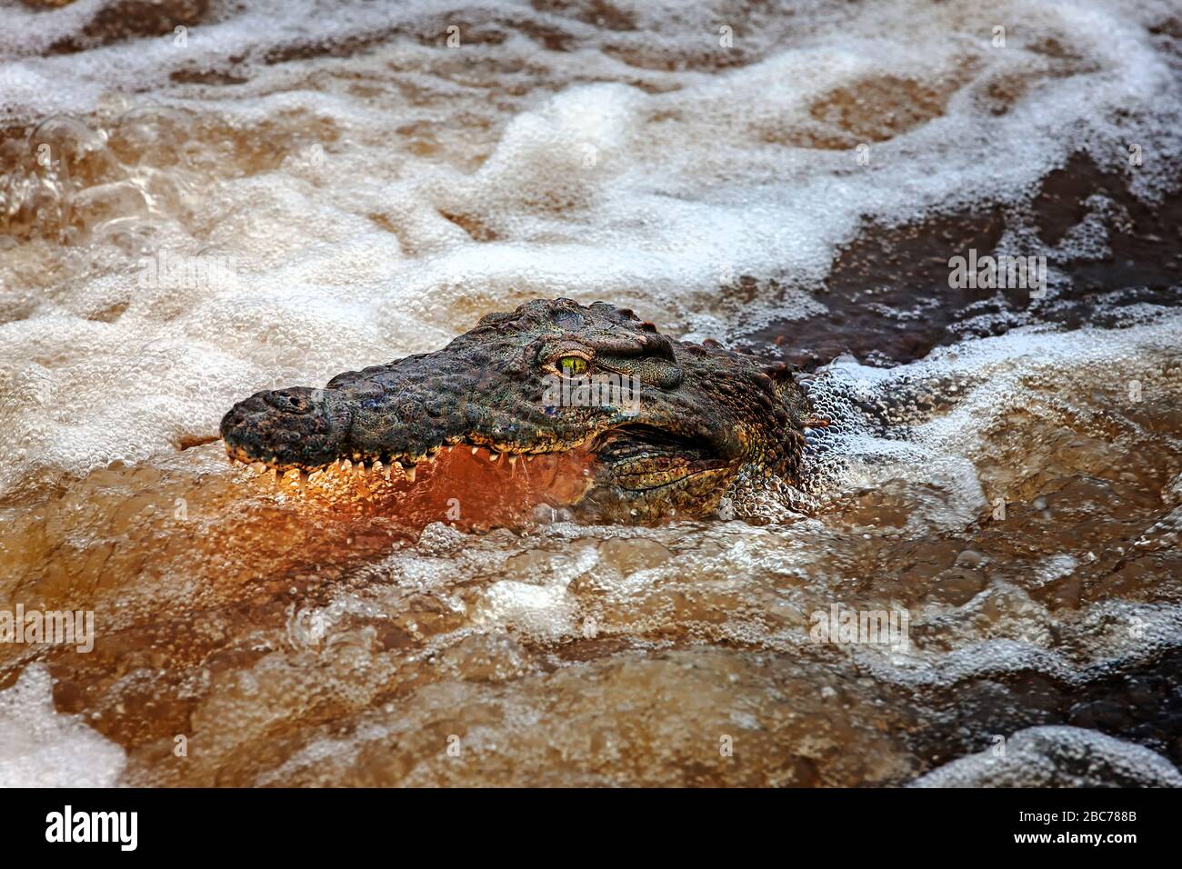 Nile Krokodil Hinterbuschfang in einem schnell fließenden Fluss im Kruger National Park, Südafrika Stockfoto