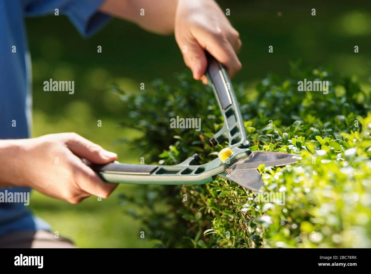 Nahaufnahme der Hände eines Gärtners, der Hecke mit Heckenschere schneidet Stockfoto