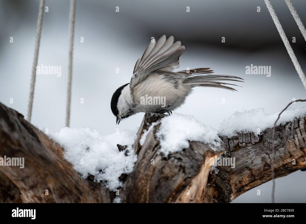 Winter mit niedlichem Singvogel. Vogelgezwitscher in Wald, Schneeflocken und schöner Fleckenzweig. Wildlife-Szene aus der baikal-seenzone in sibirien, Russland Stockfoto