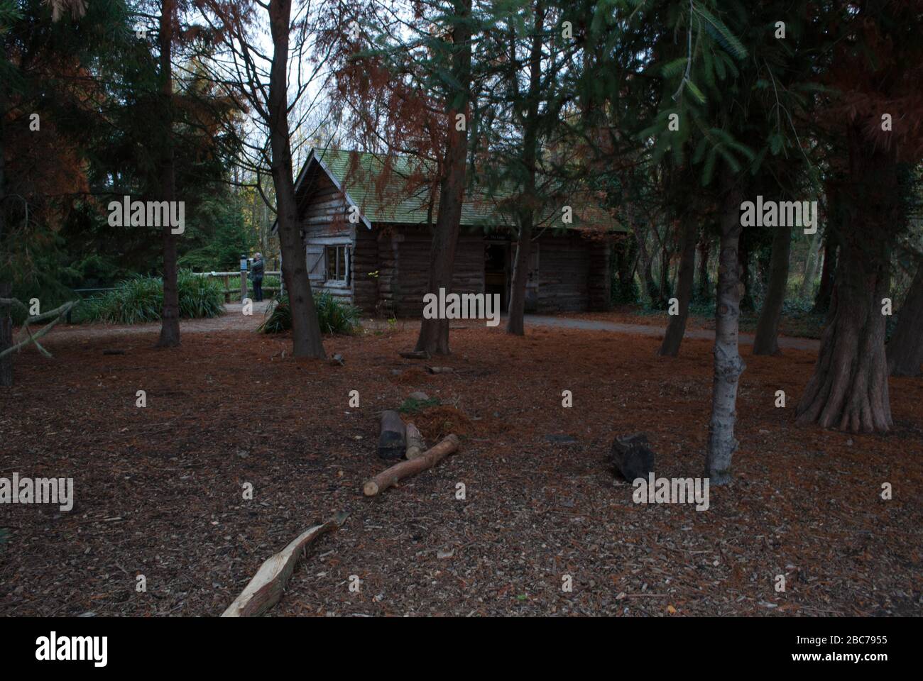 Holzbarn im Wald mit Zeder des Libanon Blätter im Herbst im Wetland Centre, Queen Elizabeth's Walk, Barnes, Richmond, London, SW13 9WT Stockfoto