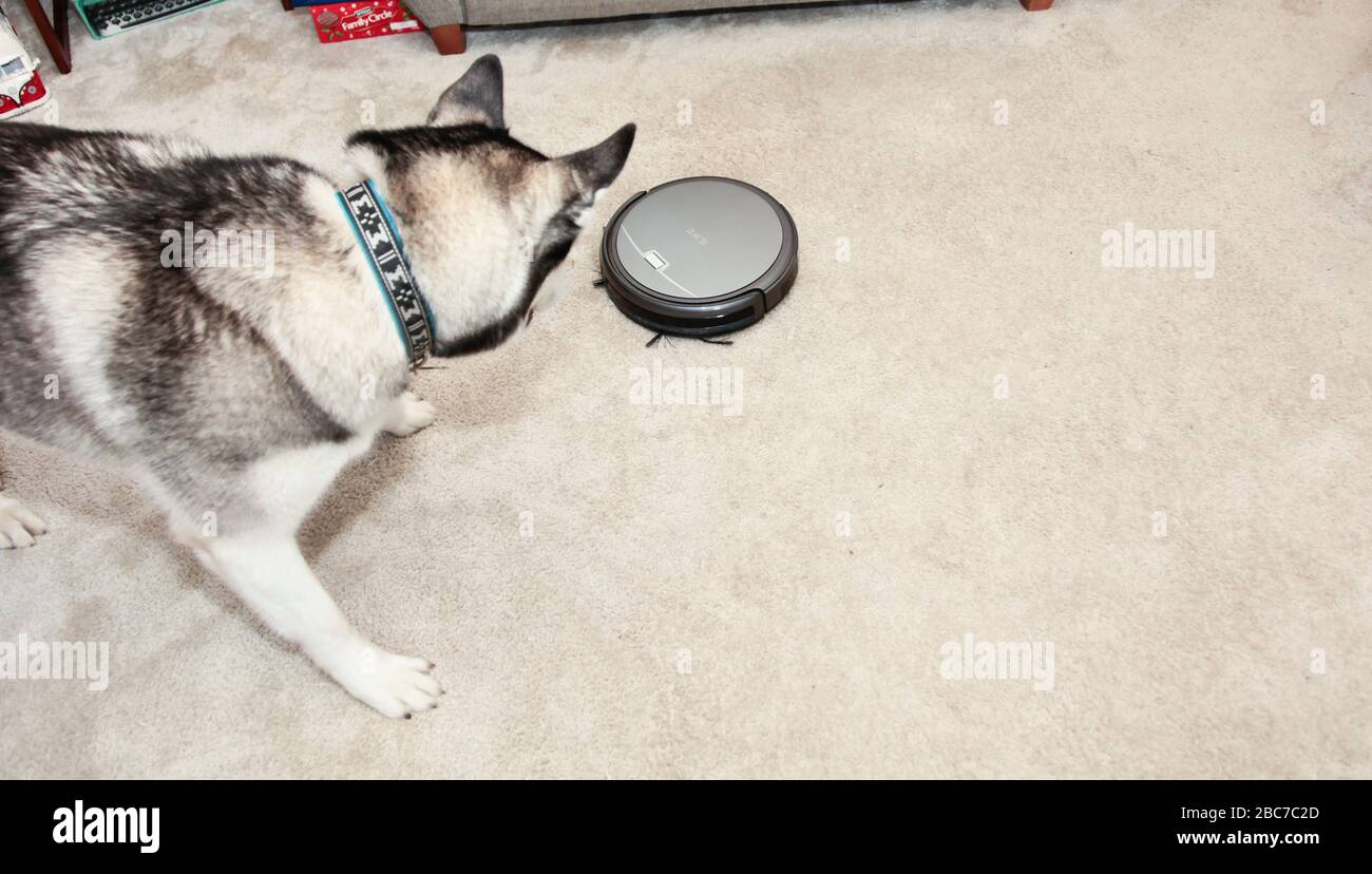 Husky-Hund im Zimmer mit Robotervakuum Stockfoto