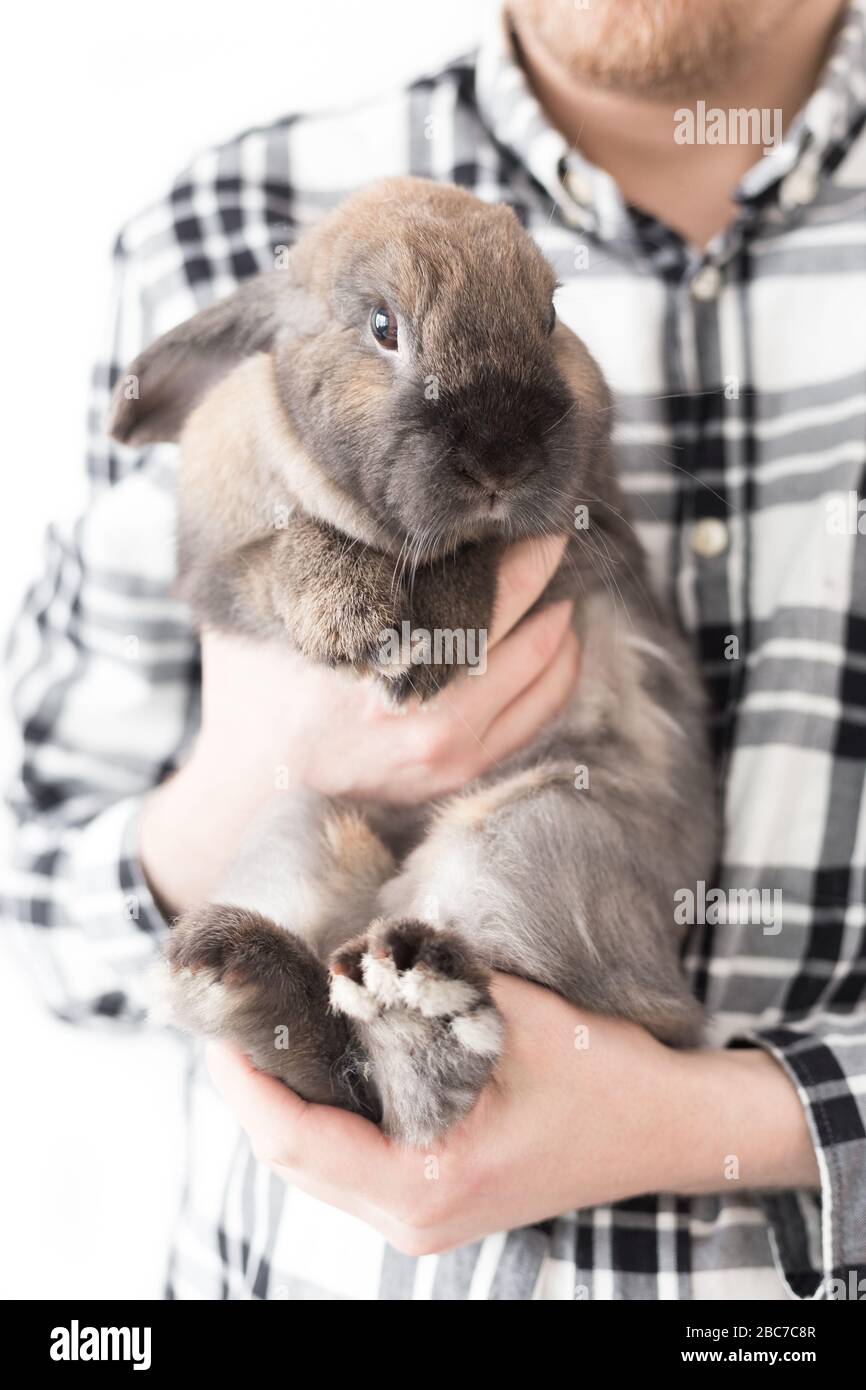 Lässiger Mann in einem karierten Hemd mit einem süßen Hasen. Glückliches kleines Kaninchen mit seinem neuen Besitzer nach der Adoption Stockfoto
