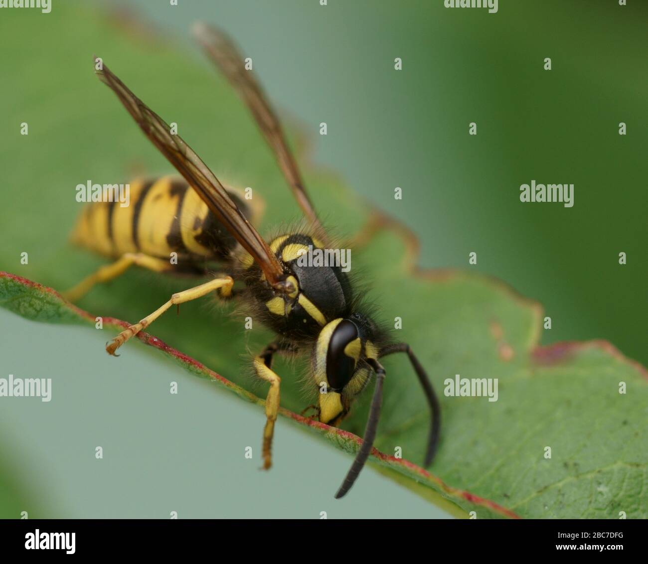 Nahaufnahme der Wespe auf dem Blatt Stockfoto