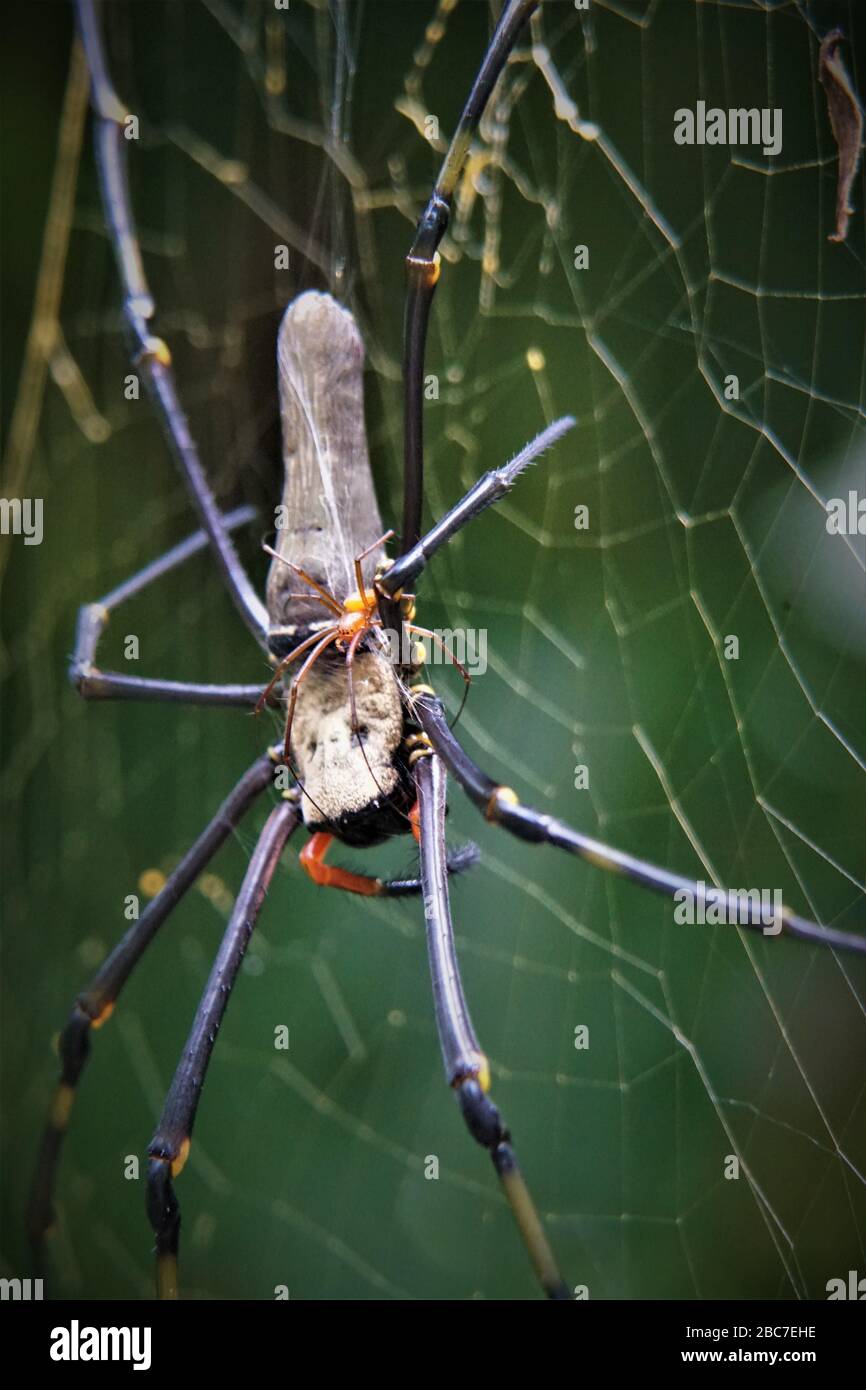 Goldene Kugel Weaver Spider - Makro Stockfoto