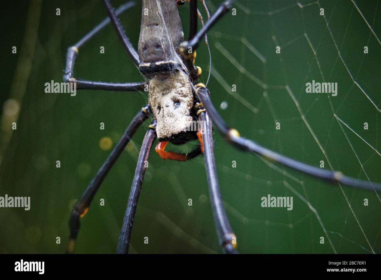 Goldene Kugel Weaver Spider - Makro Stockfoto