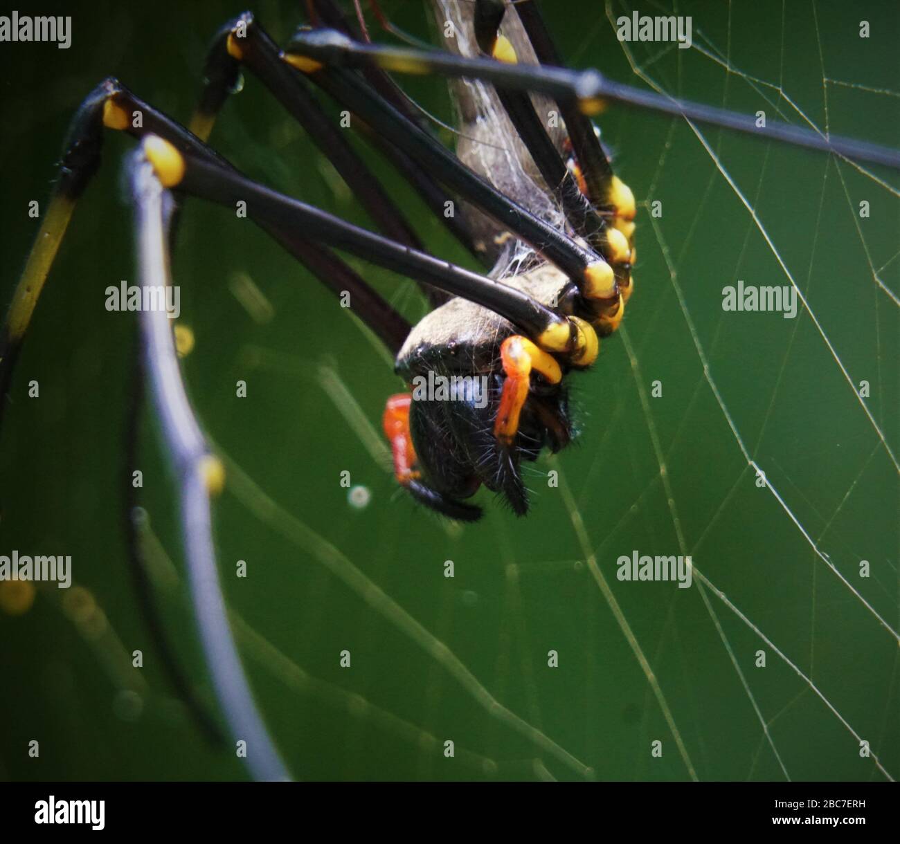 Goldene Kugel Weaver Spider - Makro Stockfoto