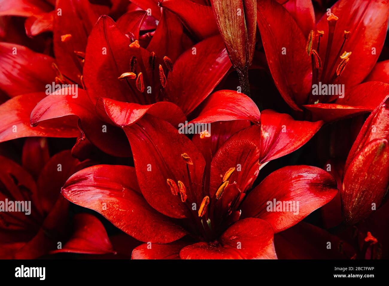 Rote Lilie Stockfoto