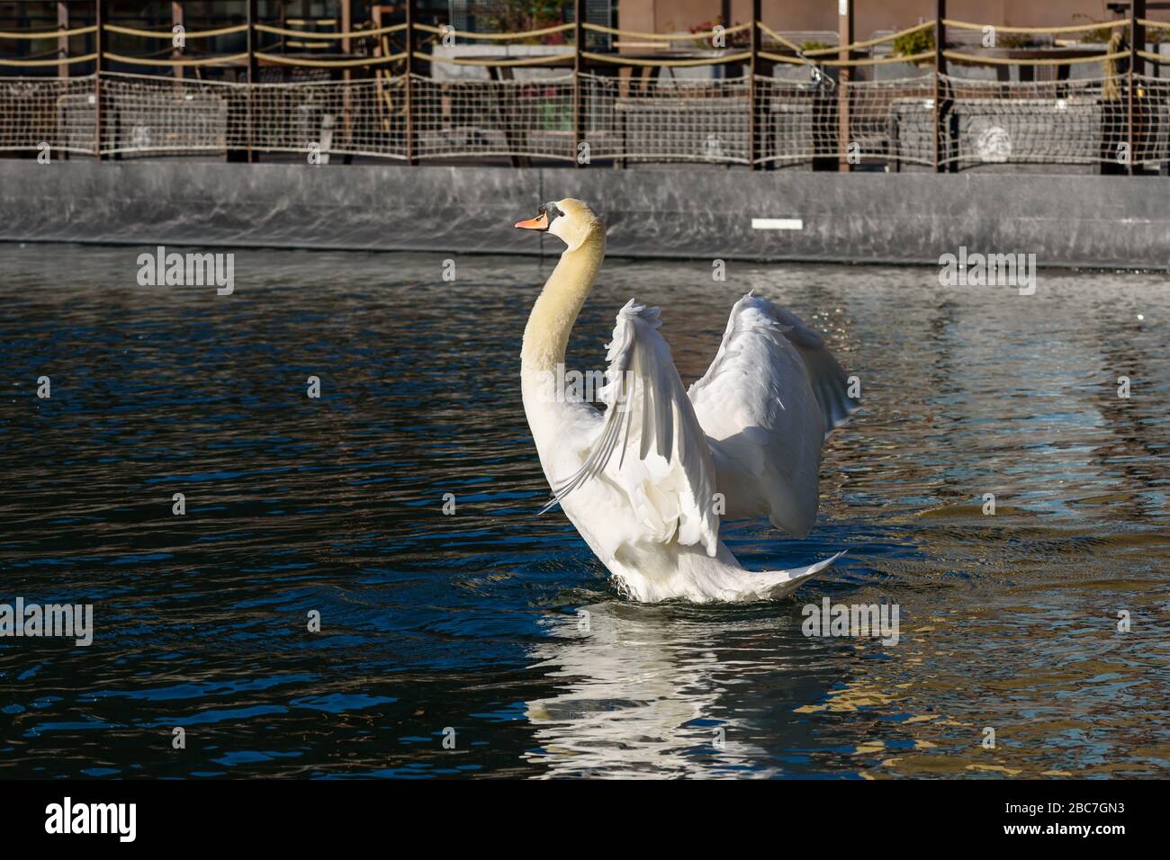 Weißer Schwan, der Flügel auf dem Wasser des Bassin de la Villette in Paris, Frankreich ausbreitet. Stockfoto