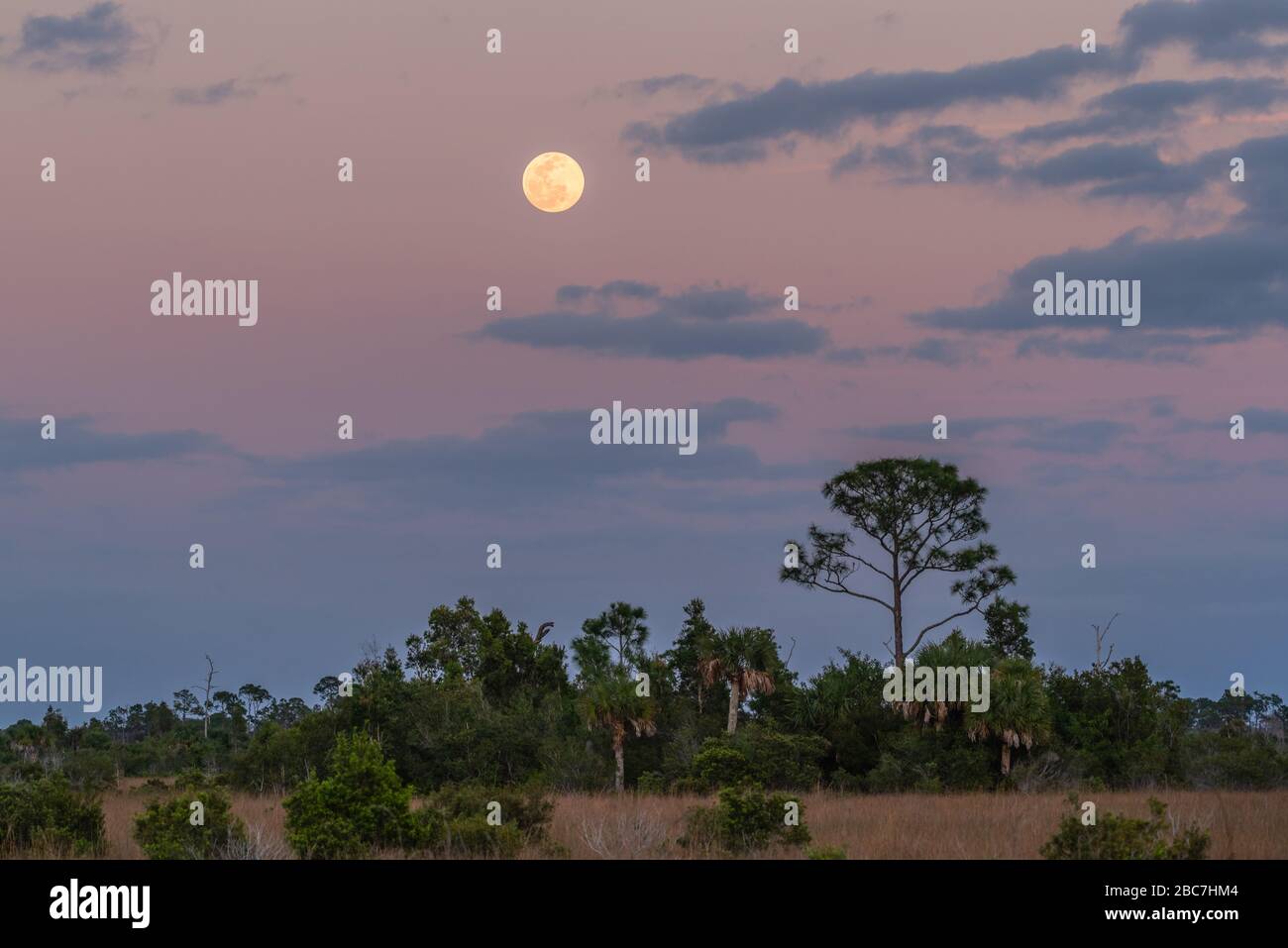 Der Vollmond erhebt sich über der Pinienprairie des "Big Cypress National Preserve" in Florida. Stockfoto