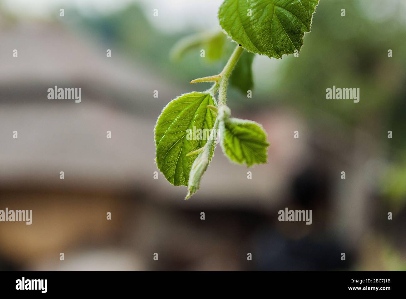 Jujube Leaf In Khulna, Bangladesch. Stockfoto