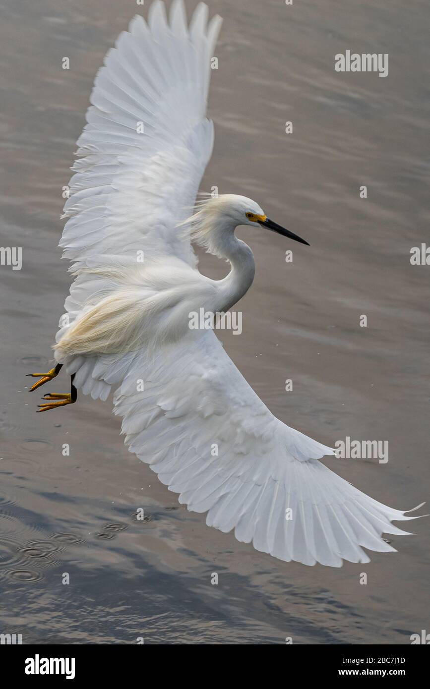 Ein schneebedecktes Egrett im Mittelflug über Wasser zeigt eine volle Flügelspannweite. Stockfoto