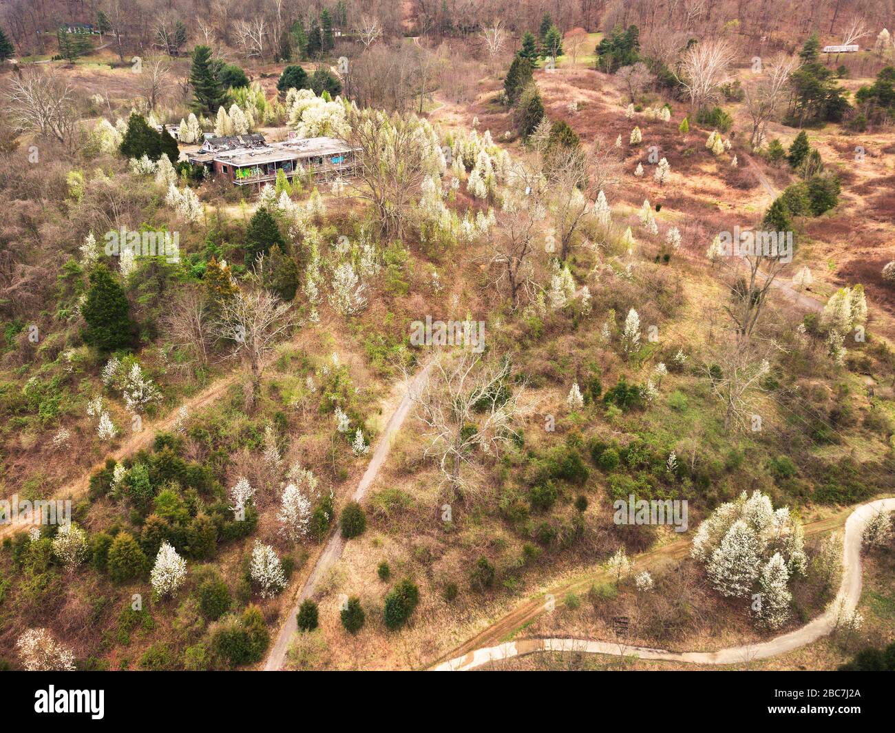 Weiße Kirschblüten säumen den Hang mit Grünspritzern, die im frühen Frühjahr um einen verlassenen Golfplatz in Huntington, WV, zum Leben erwacht. Stockfoto