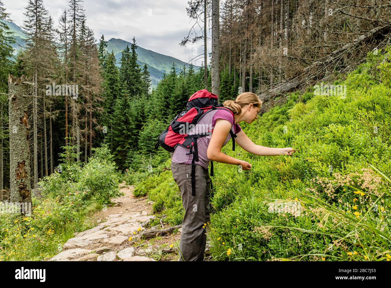 Ein Wanderer, der Heidelbeeren in der Tatra, in der Nähe von Zakopane, Polen sammelt. Juli 2017. Stockfoto