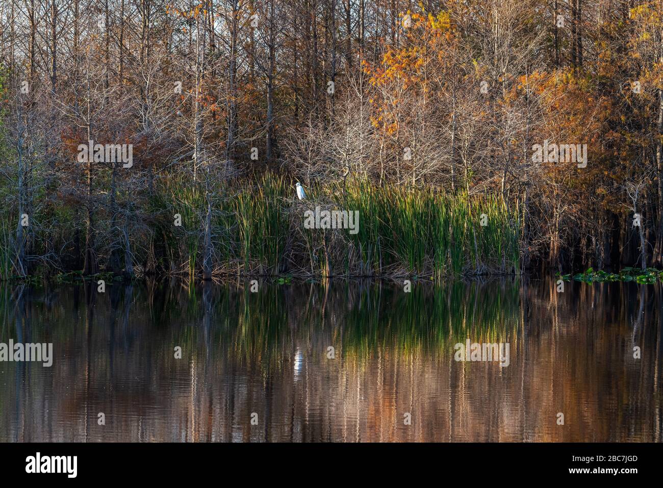 Ein einziges großes weißes Egrett sitzt gegen die bunten abstrakten Muster von Teichzypresse und Schilf, die sich in Stillwasser widerspiegeln. Stockfoto