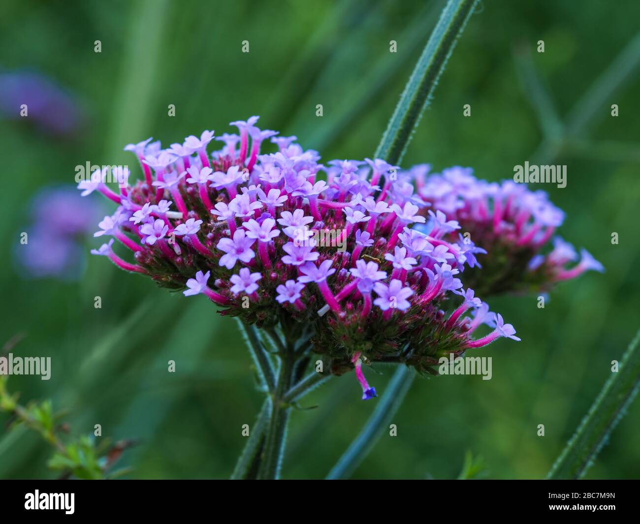 Nahaufnahme der hübschen kleinen mauve Blumen von Verbena bonariensis Lollipop in einem Sommergarten Stockfoto