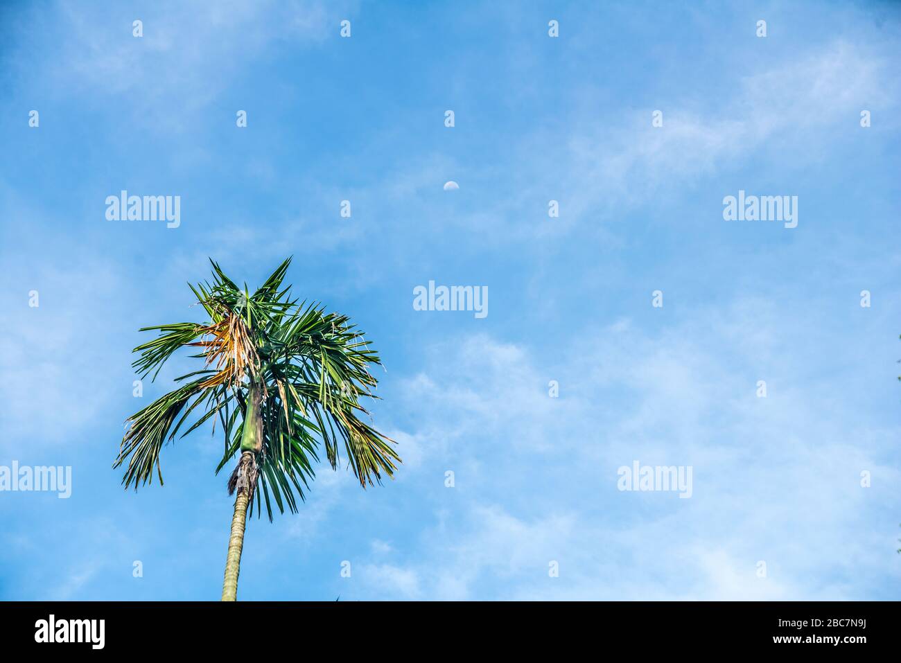 Betel Nussbäume an der Khulna, Bangladesch. Stockfoto