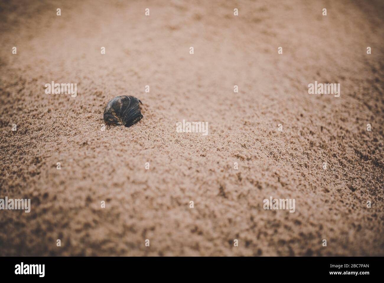 Muschel Shell Am Bournemouth Beach, England Stockfoto