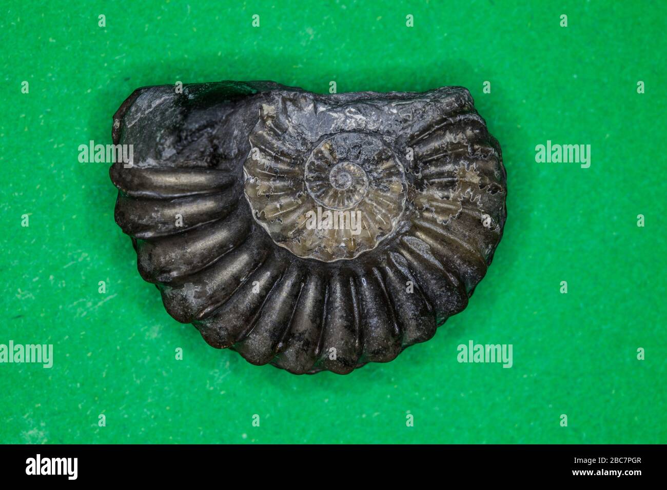 Ammonitversteinerung pyritisiert, 150 Millionen Jahre alt, Bayern Stockfoto