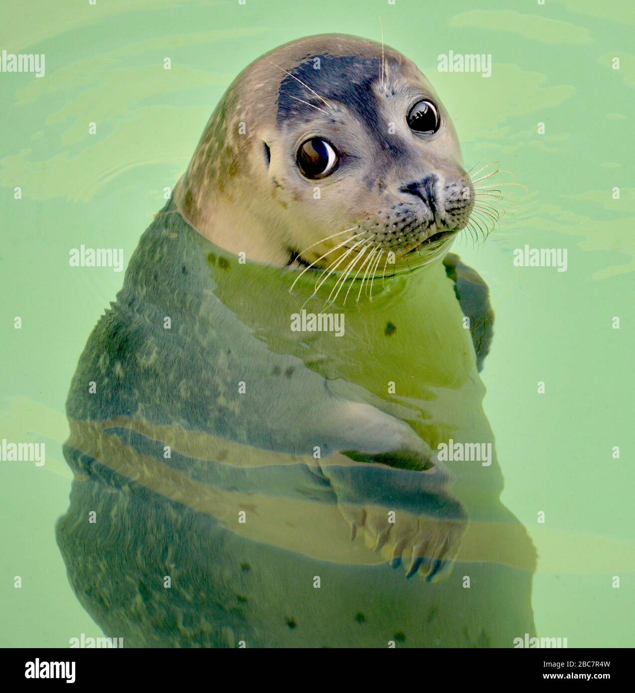 Porträt einer sehr niedlichen jungen Robbe, die dich ansieht Mit seinen großen dunklen Augen aus dem Wasser eines Pool bei Ecomare Texel Stockfoto
