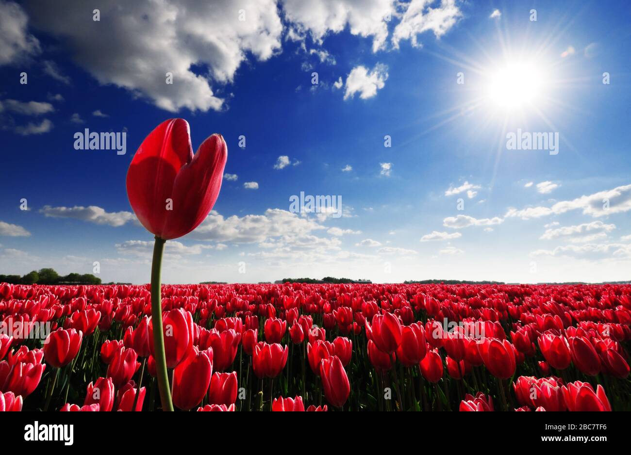 Eine einzige einsame rote führende Tulpe, die über einem Feld von roten Tulpen vor einem schönen blauen Himmel mit Sonne und weißen Wolken steht Stockfoto