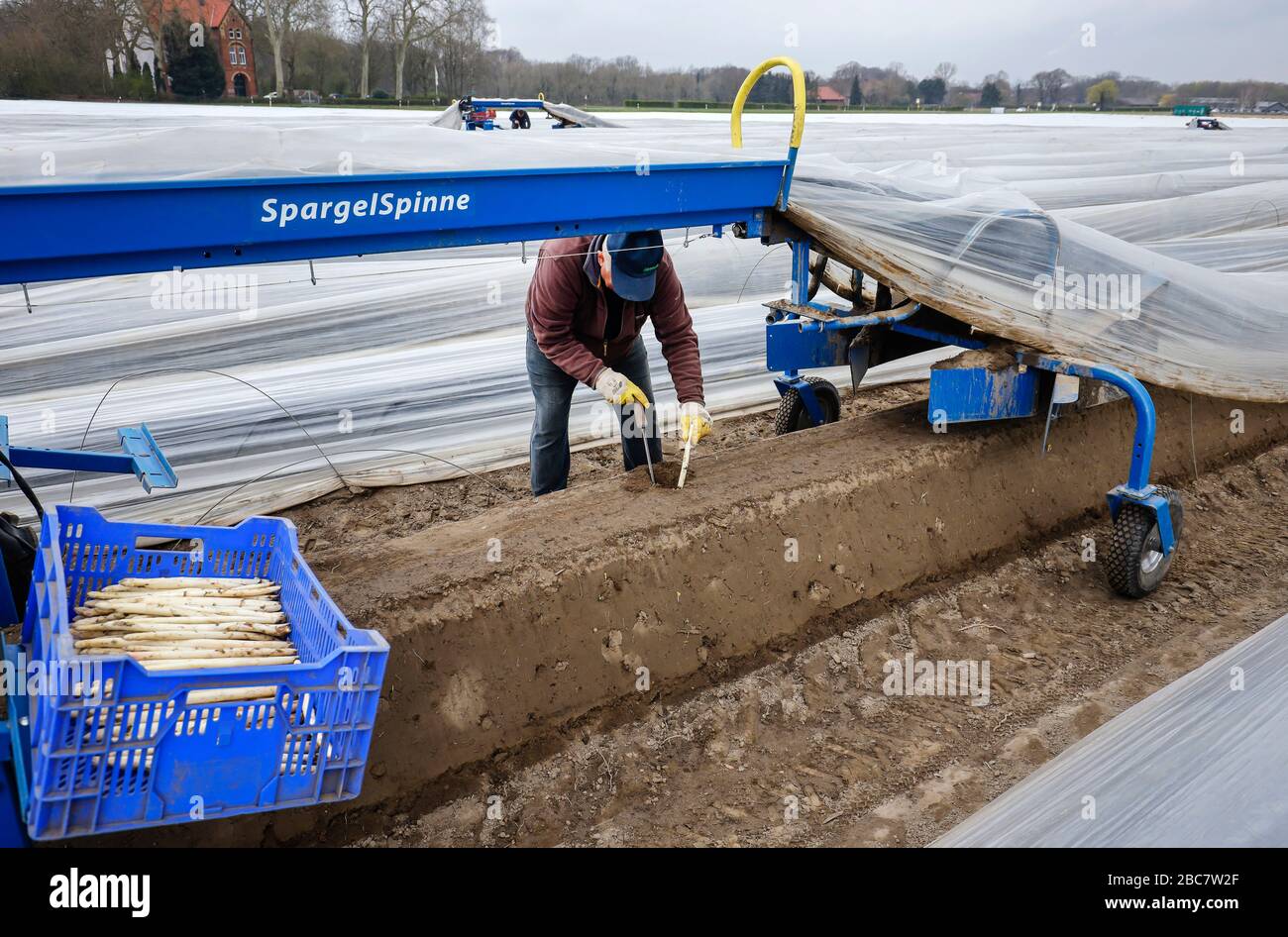 Herten, Ruhrgebiet, Nordrhein-Westfalen, Deutschland - Spargel ernten, polnische Saisonarbeiter arbeiten während der Spargelharfe auf einem Spargelfeld Stockfoto