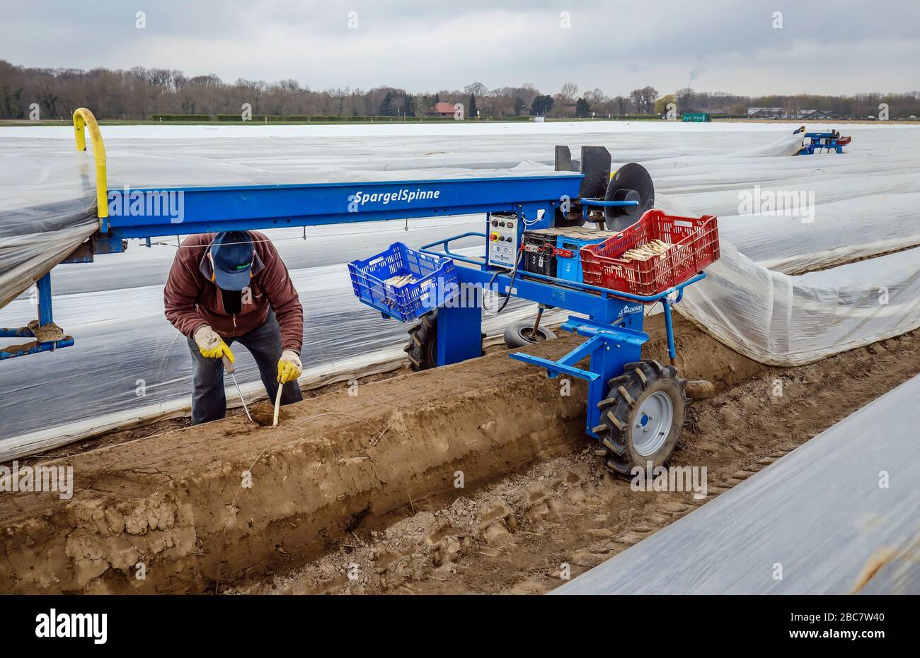 Herten, Ruhrgebiet, Nordrhein-Westfalen, Deutschland - Spargel ernten, polnische Saisonarbeiter arbeiten während der Spargelharfe auf einem Spargelfeld Stockfoto