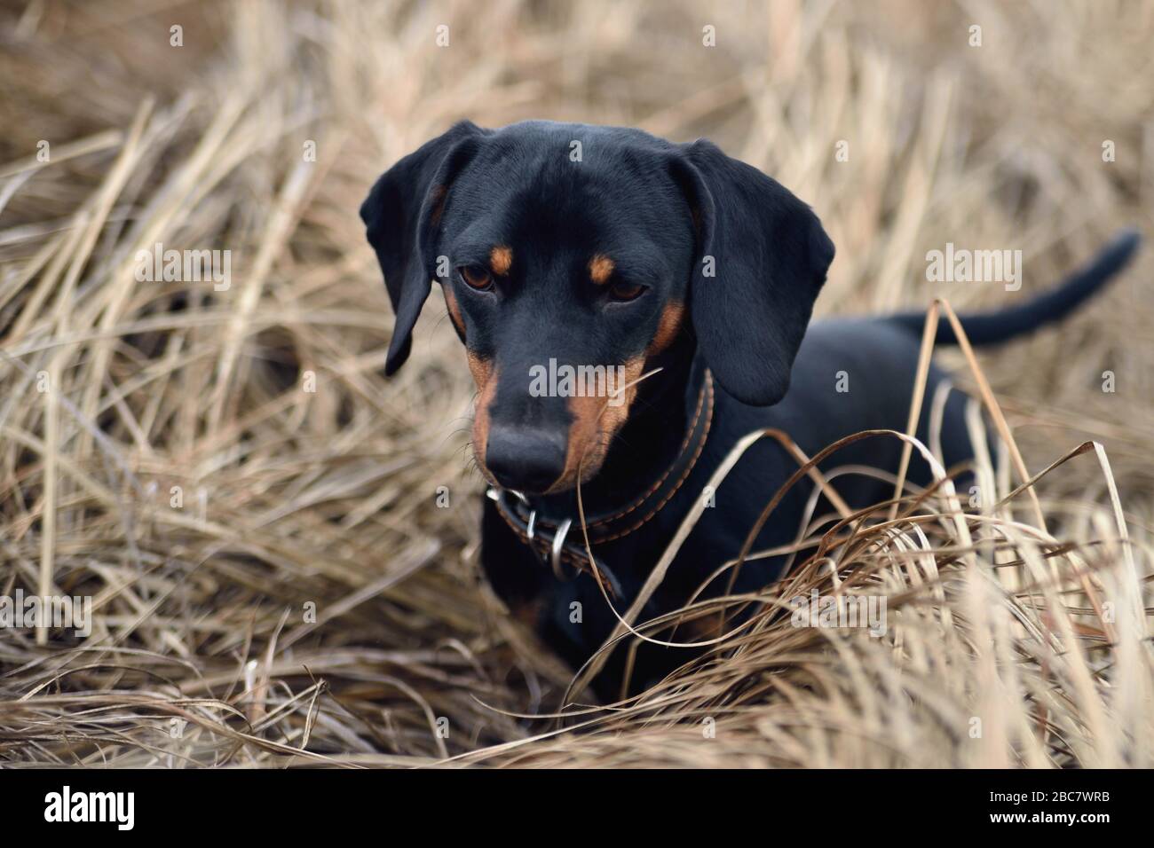 Schwarzer Hund im Herbst Grashunt, Dackel, schön, Hund, Blick, Teckel, Natur, Säugetier, braun Stockfoto