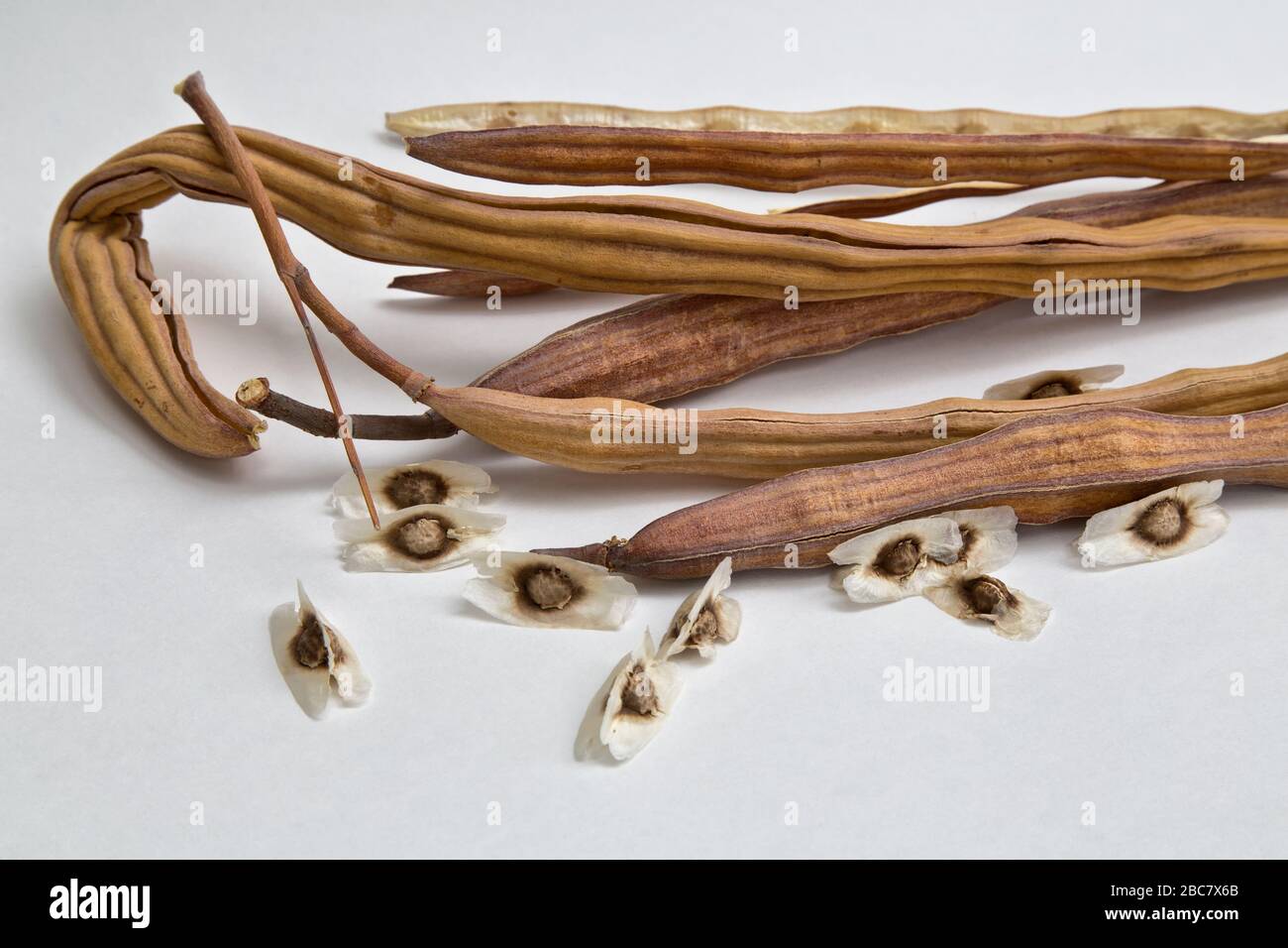 Moringa 'Moringa oleifera' trockene Samenschoten, auch Drumstick, Ben-Oil, Horse Radish & Golden Shower Tree genannt. Stockfoto