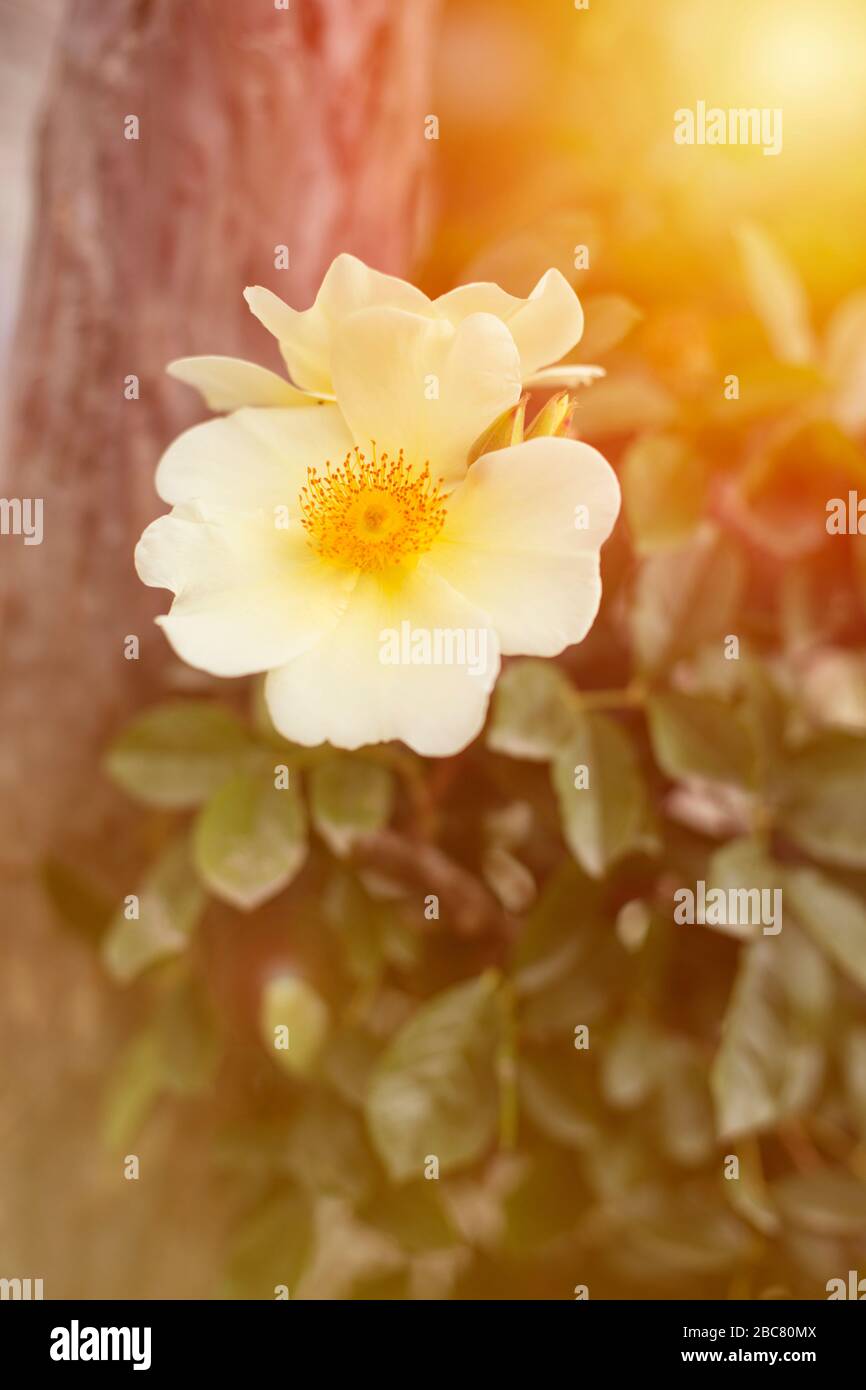 Nahaufnahme einer Rosenblüte mit weißen Kronblättern mit gelben Pistillen bei Sonnenuntergang Stockfoto